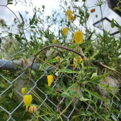 Orange-peel Clematis thumbnail 2