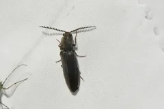 Two-punctured Click Beetle thumbnail 4