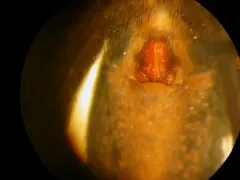 Pardosa wyuta thumbnail 1