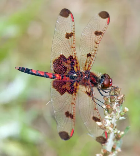 Calico Pennant