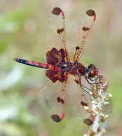 Calico Pennant thumbnail 1