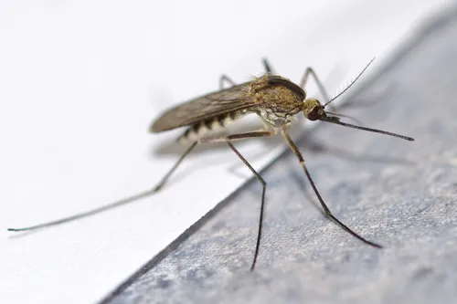Aedes punctor