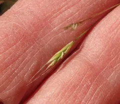 western fescue thumbnail 3