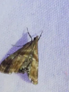 Dicymolomia metalliferalis thumbnail 4