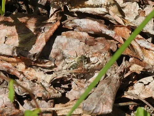 Black-headed Leafcutter Bee