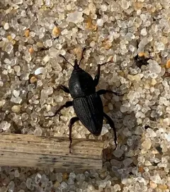 Sphenophorus necydaloides thumbnail 4