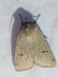 Abagrotis erratica thumbnail 2