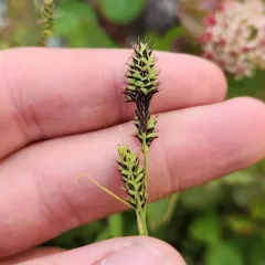 Buxbaum's sedge thumbnail 4
