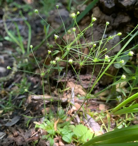 slender-stemmed androsace