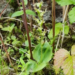Auricled Twayblade thumbnail 2