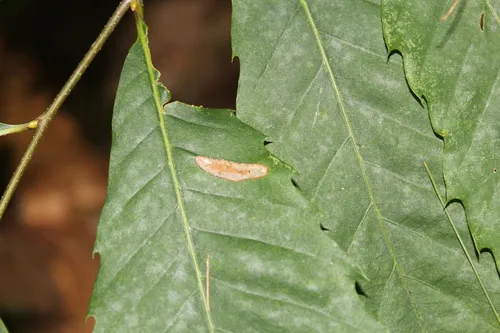 Phyllonorycter kearfottella