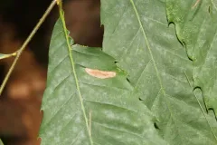 Phyllonorycter kearfottella thumbnail 1