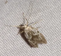 Hypatopa vestaliella thumbnail 3