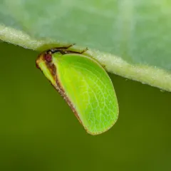 Two-striped Planthopper thumbnail 2