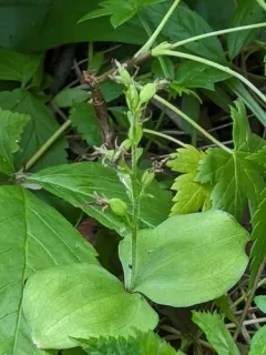 Auricled Twayblade thumbnail 3