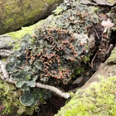 horizontal pelt lichen thumbnail 4