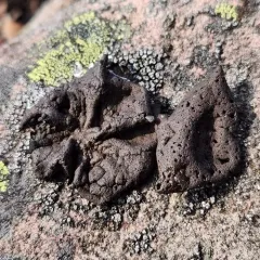 Blistered Rock Tripe thumbnail 3