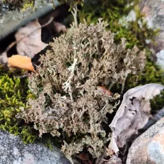 Felt Horn Lichen thumbnail 3