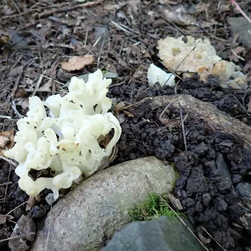 white coral jelly fungus