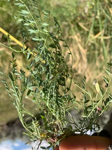 Park Milkvetch