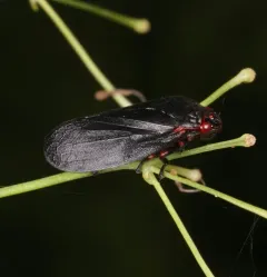 Red-legged Spittlebug thumbnail 2