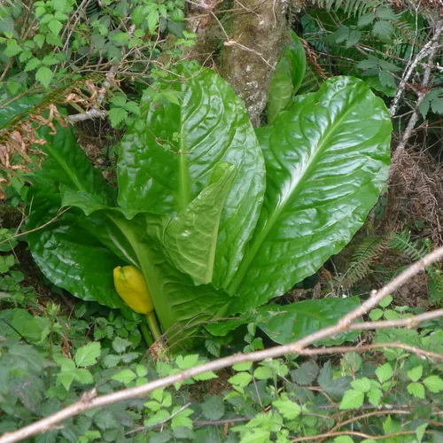 western skunk cabbage