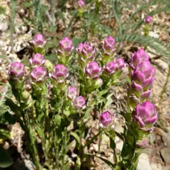 mountain owl's clover thumbnail 3