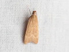 Helcystogramma badia thumbnail 3