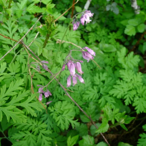 Pacific Bleeding Heart