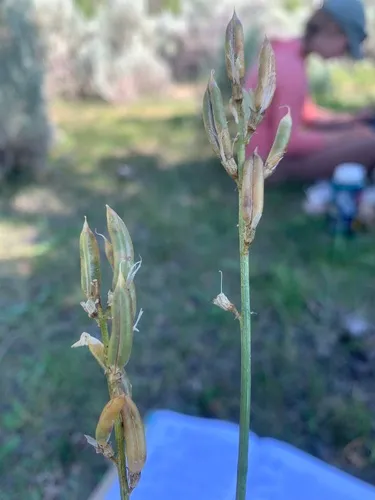 hangingpod milkvetch
