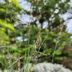 Glaucous Bluegrass thumbnail 1