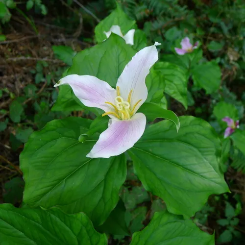 Pacific trillium