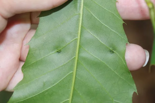 Dasineura dentatae