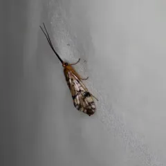 Laughing Giant Caddisfly thumbnail 4
