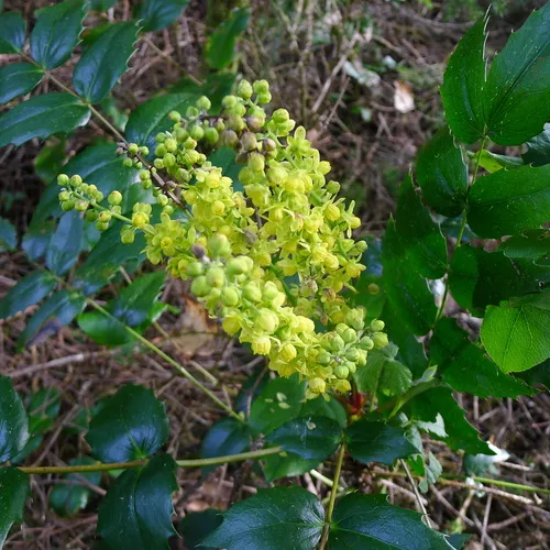 Cascade Oregon-grape