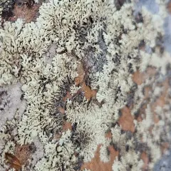 Finger Ring Lichen thumbnail 3