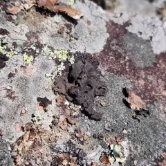 Punctured Rocktripe Lichen thumbnail 3