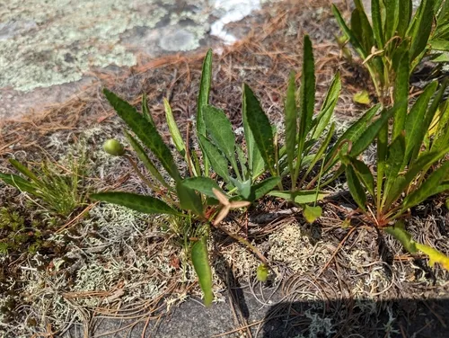 white bog violet