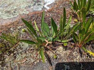 white bog violet thumbnail 1