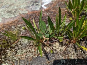 white bog violet