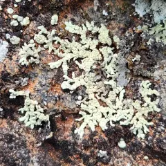 Abrading Ring Lichen thumbnail 4