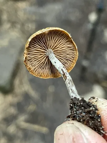 Galerina subtruncata