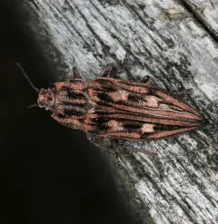 Northeastern Sculptured Pine Borer thumbnail 2