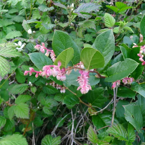 salal