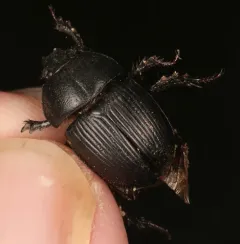 Horn's Earth-boring Beetle thumbnail 3