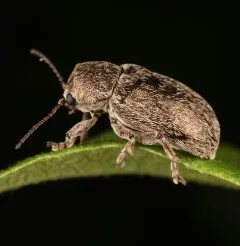 Glyptoscelis pubescens thumbnail 3