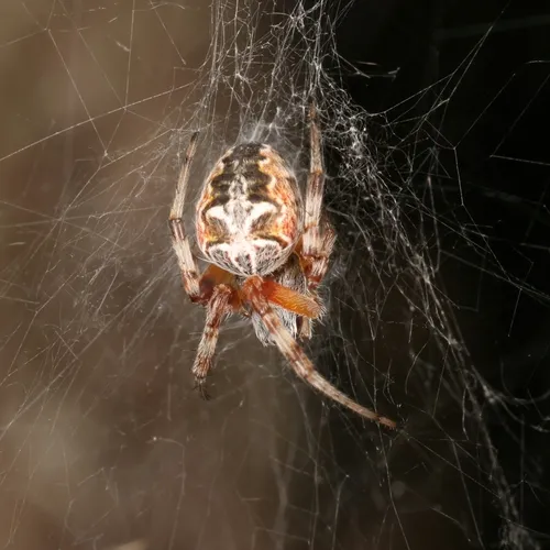Labyrinth Orbweaver