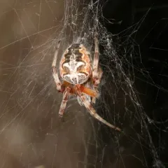 Labyrinth Orbweaver thumbnail 1
