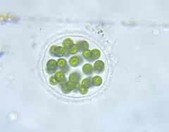 Eudorina elegans thumbnail 3