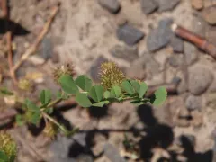 bur clover thumbnail 2